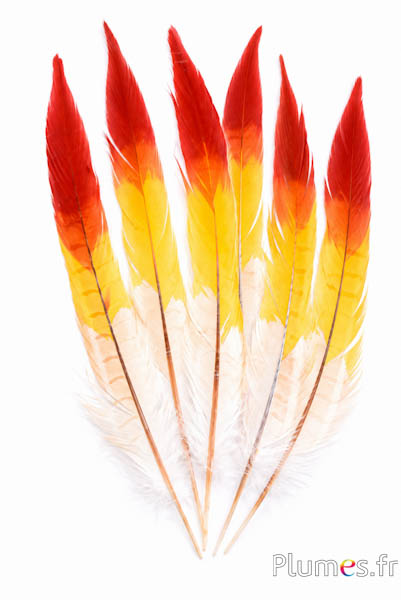 Feldfasan - gebleicht - 30-35 cm - creme-braun-blutorange